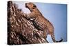 African Leopard Climbing a Tree-null-Stretched Canvas
