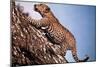 African Leopard Climbing a Tree-null-Mounted Photographic Print