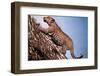 African Leopard Climbing a Tree-null-Framed Photographic Print