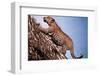 African Leopard Climbing a Tree-null-Framed Photographic Print