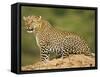 African Leopard, Masai Mara Game Reserve, Kenya-Joe McDonald-Framed Stretched Canvas