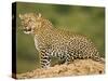 African Leopard, Masai Mara Game Reserve, Kenya-Joe McDonald-Stretched Canvas
