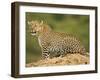 African Leopard, Masai Mara Game Reserve, Kenya-Joe McDonald-Framed Photographic Print