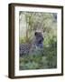 African Leopard, Masai Mara National Reserve, Kenya, East Africa, Africa-Angelo Cavalli-Framed Photographic Print