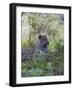 African Leopard, Masai Mara National Reserve, Kenya, East Africa, Africa-Angelo Cavalli-Framed Photographic Print