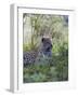 African Leopard, Masai Mara National Reserve, Kenya, East Africa, Africa-Angelo Cavalli-Framed Photographic Print