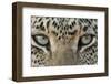 African Leopard (Panthera pardus pardus) adult, close-up of eyes, South Africa-Martin Withers-Framed Photographic Print