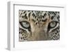 African Leopard (Panthera pardus pardus) adult, close-up of eyes, South Africa-Martin Withers-Framed Photographic Print