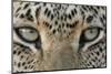 African Leopard (Panthera pardus pardus) adult, close-up of eyes, South Africa-Martin Withers-Mounted Photographic Print