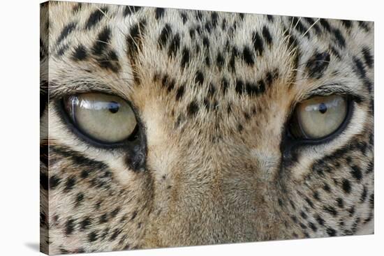 African Leopard (Panthera pardus pardus) adult, close-up of eyes, South Africa-Martin Withers-Stretched Canvas