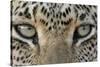 African Leopard (Panthera pardus pardus) adult, close-up of eyes, South Africa-Martin Withers-Stretched Canvas