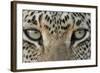 African Leopard (Panthera pardus pardus) adult, close-up of eyes, South Africa-Martin Withers-Framed Photographic Print