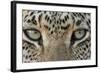 African Leopard (Panthera pardus pardus) adult, close-up of eyes, South Africa-Martin Withers-Framed Photographic Print