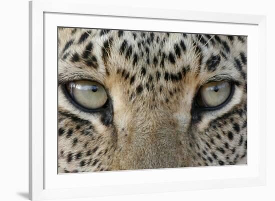 African Leopard (Panthera pardus pardus) adult, close-up of eyes, South Africa-Martin Withers-Framed Photographic Print