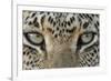 African Leopard (Panthera pardus pardus) adult, close-up of eyes, South Africa-Martin Withers-Framed Photographic Print