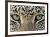 African Leopard (Panthera pardus pardus) adult, close-up of eyes, South Africa-Martin Withers-Framed Photographic Print