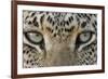 African Leopard (Panthera pardus pardus) adult, close-up of eyes, South Africa-Martin Withers-Framed Photographic Print