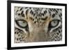 African Leopard (Panthera pardus pardus) adult, close-up of eyes, South Africa-Martin Withers-Framed Photographic Print