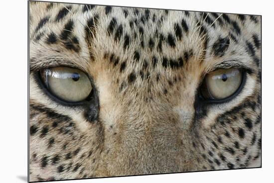 African Leopard (Panthera pardus pardus) adult, close-up of eyes, South Africa-Martin Withers-Mounted Photographic Print