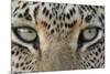 African Leopard (Panthera pardus pardus) adult, close-up of eyes, South Africa-Martin Withers-Mounted Photographic Print