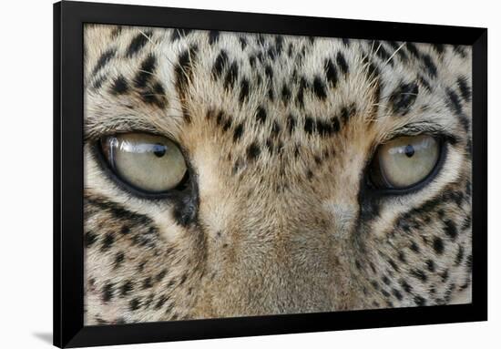 African Leopard (Panthera pardus pardus) adult, close-up of eyes, South Africa-Martin Withers-Framed Photographic Print