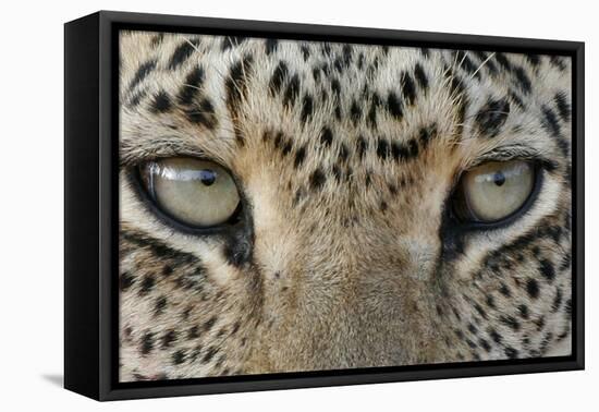 African Leopard (Panthera pardus pardus) adult, close-up of eyes, South Africa-Martin Withers-Framed Stretched Canvas