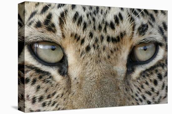 African Leopard (Panthera pardus pardus) adult, close-up of eyes, South Africa-Martin Withers-Stretched Canvas