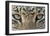 African Leopard (Panthera pardus pardus) adult, close-up of eyes, South Africa-Martin Withers-Framed Photographic Print