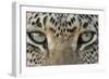 African Leopard (Panthera pardus pardus) adult, close-up of eyes, South Africa-Martin Withers-Framed Photographic Print