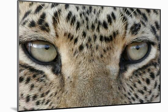 African Leopard (Panthera pardus pardus) adult, close-up of eyes, South Africa-Martin Withers-Mounted Photographic Print