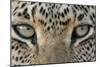 African Leopard (Panthera pardus pardus) adult, close-up of eyes, South Africa-Martin Withers-Mounted Photographic Print