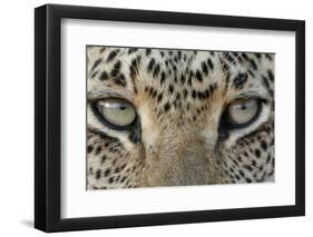 African Leopard (Panthera pardus pardus) adult, close-up of eyes, South Africa-Martin Withers-Framed Premium Photographic Print