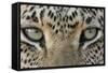 African Leopard (Panthera pardus pardus) adult, close-up of eyes, South Africa-Martin Withers-Framed Stretched Canvas