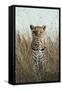 African Leopard (Panthera pardus pardus) adult female, stalking in long grass, Masai Mara, Kenya-Elliott Neep-Framed Stretched Canvas