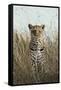 African Leopard (Panthera pardus pardus) adult female, stalking in long grass, Masai Mara, Kenya-Elliott Neep-Framed Stretched Canvas