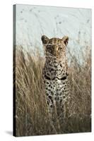 African Leopard (Panthera pardus pardus) adult female, stalking in long grass, Masai Mara, Kenya-Elliott Neep-Stretched Canvas