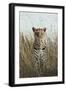 African Leopard (Panthera pardus pardus) adult female, stalking in long grass, Masai Mara, Kenya-Elliott Neep-Framed Photographic Print