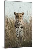 African Leopard (Panthera pardus pardus) adult female, stalking in long grass, Masai Mara, Kenya-Elliott Neep-Mounted Photographic Print