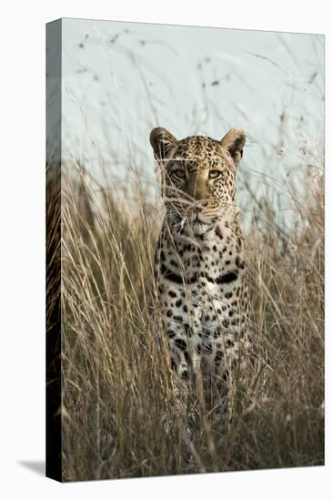African Leopard (Panthera pardus pardus) adult female, stalking in long grass, Masai Mara, Kenya-Elliott Neep-Stretched Canvas