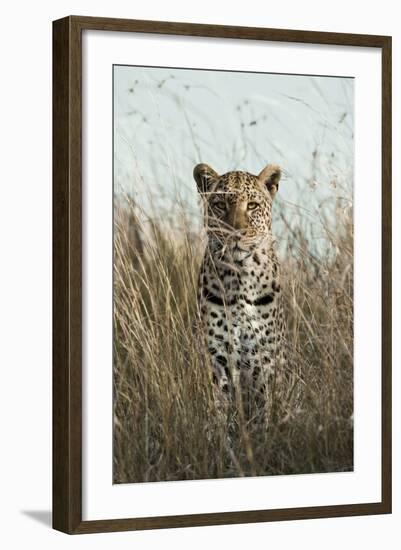 African Leopard (Panthera pardus pardus) adult female, stalking in long grass, Masai Mara, Kenya-Elliott Neep-Framed Photographic Print