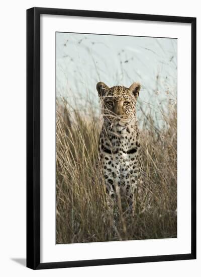 African Leopard (Panthera pardus pardus) adult female, stalking in long grass, Masai Mara, Kenya-Elliott Neep-Framed Photographic Print