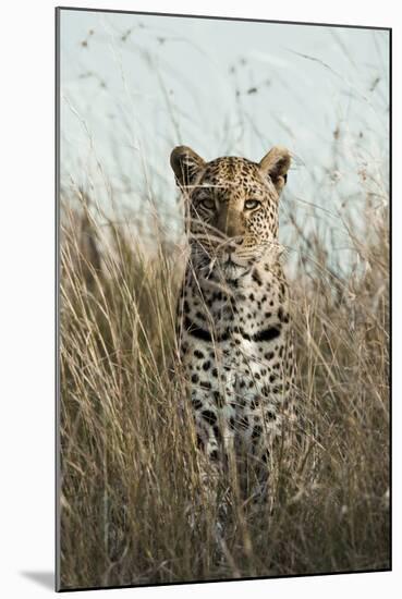 African Leopard (Panthera pardus pardus) adult female, stalking in long grass, Masai Mara, Kenya-Elliott Neep-Mounted Photographic Print