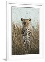 African Leopard (Panthera pardus pardus) adult female, stalking in long grass, Masai Mara, Kenya-Elliott Neep-Framed Photographic Print