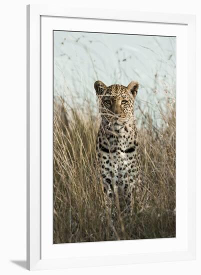 African Leopard (Panthera pardus pardus) adult female, stalking in long grass, Masai Mara, Kenya-Elliott Neep-Framed Photographic Print