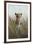 African Leopard (Panthera pardus pardus) adult female, stalking in long grass, Masai Mara, Kenya-Elliott Neep-Framed Photographic Print