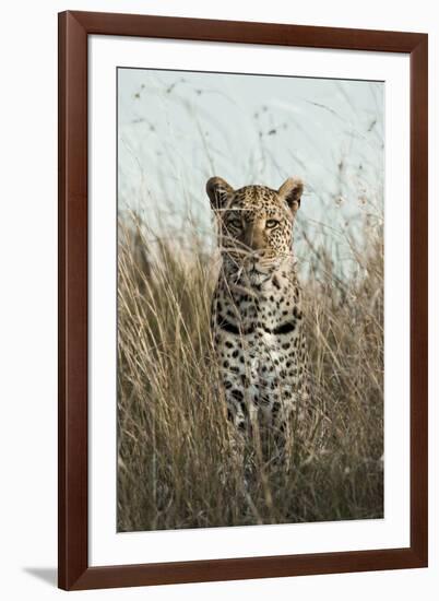 African Leopard (Panthera pardus pardus) adult female, stalking in long grass, Masai Mara, Kenya-Elliott Neep-Framed Photographic Print