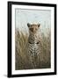 African Leopard (Panthera pardus pardus) adult female, stalking in long grass, Masai Mara, Kenya-Elliott Neep-Framed Photographic Print