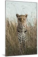 African Leopard (Panthera pardus pardus) adult female, stalking in long grass, Masai Mara, Kenya-Elliott Neep-Mounted Photographic Print