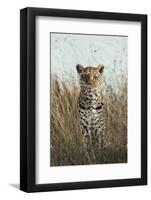 African Leopard (Panthera pardus pardus) adult female, stalking in long grass, Masai Mara, Kenya-Elliott Neep-Framed Photographic Print