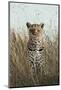 African Leopard (Panthera pardus pardus) adult female, stalking in long grass, Masai Mara, Kenya-Elliott Neep-Mounted Photographic Print